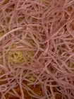 Live Blackworm  100 Some Call Bloodworm - Live Arrival Guarantee