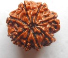 14 Mukhi Rudraksha Nepali Original Certified Igl Lab Tested Special Brown Color