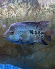 1 Live Flowerhorn Kamfa Cichlid Hybrid Size Medium 2  -3    Flowerhorn Fish