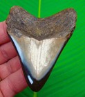 3 32     Megalodon Shark Tooth Real Fossil Sharks Teeth No Restoration