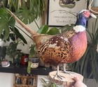 Vintage Taxidermy Pheasant Bird Standing Mount On Round Wood Base 16in H 24in L