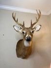   Whitetail Deer Taxidermy Shoulder Mount