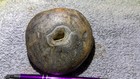 One Of A Kind Rare Montana Agate limb Cast Specimen 