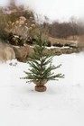 Ragon House Primitive Farmhouse Rustic 2  Colonial Pine Tree W  Burlap Base