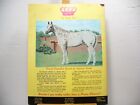Vintage Appaloosa News Magazine Original March 1974