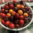 166 Pcs Faux Artificial Lifelike Cherries 10 Lemon Slices Realistic Fruit Decor