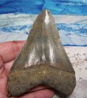 Megalodon Shark Tooth 3 3 4  Sharks Teeth Big Jaw Fossil Real Megladon Classic