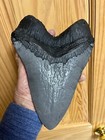 Massive Megalodon Tooth Replica 9  Conversation Lite Gray With A Black Root