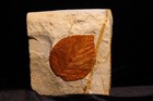 Another Wrinkle In Time Fossil Leaf  David Antiqua  Ft  Union Formation  Montana