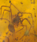 Superb Spider With Long Legs In Burmese Burmite Amber Fossil Dinosaur Age