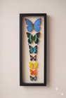Blue Morpho Butterfly Collection  8 Real Butterflies Gallery Framed With Glass