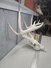 Wild 10 Point 117-6  Whitetail Deer Skull European Decor Man Cave Taxidermy Buck