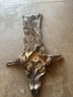 Whitetail Deer Cape     Wet Tanned     7 1 8    X 18 1 2        Early October