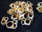 12 Center Cut Gold Mouth Turbo Shells Craft 1 1 2 -2  Beach Nautical Seashells