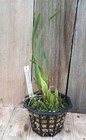 Fragrant Species Maxillaria Cucullata Grass-like Foliage Orchid Plant