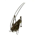 Collection Old Chinese Bronze Carving Exquisite Locust Statue Pendant Decoration