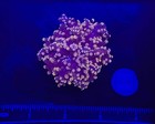 Wysiwyg Purple Frogspawn Live Lps Frag Coral Saltwater Reef Aquarium