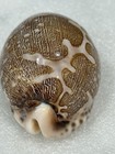 Ancient Map Cowrie Seashell Brown Cypraea Mappa  2 Shells 