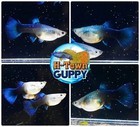 1 Pair - Live Aquarium Guppy Fish High Quality - Hb Blue - Usa Seller