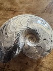 Beautiful 4 70lb-goniatite Ammonite Fossil 11x10x3