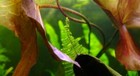 Buy 2 Get 1 Free Live Aquarium Plant Aquatic Plants Christmas Moss Planted Tank