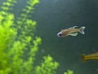 6x Blue Eye Gertrudae Rainbowfish Live Freshwater Aquarium Fish 1-1 5   