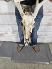 Wild 8 Point Whitetail Deer Antler Rack Horn Skull European Mount Man Cave