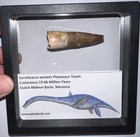 Framed Dinosaur Era Plesiosaur Fossil Tooth Lot 1 75 To 2 Inches  One Per Order