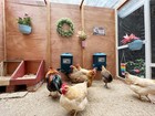 Automatic Port Chicken Feeder And Cup Waterer Set 3 Gallon For Coop