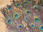 93 Pcs Peacock Tails Natural Feathers 10-12   craft art dress bridal hats pads 