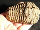 Big  460 Million Year Old  Flexicalymene Trilobite Fossil Morocco 137gr
