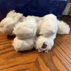 Retired Ganz Webkinz Husky Without Code