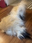 Vintage 1985 Large Avanti Applause Realistic Furry Sheep Dog Pup Plush Stuffed