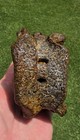  rare  Elasmosaurus Plesiosaur Vertebrae N Texas Mosasaur Fossil 