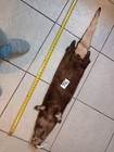 Tanned Otter Pelt With Feet Winter Fur  Good Leather New Shippment