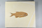 Eohiodon Falcatus  Mooneye  Fossil Fish  Green River Formation  Wyoming