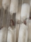 Fertile Red Harvester Queen Ant 