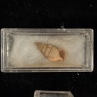 Seashell Collection Tiny Shells See Pics For Data Various Locations  a185 