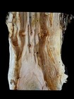 Xl Mind Blowing Birdseye Maple Burl Wood Blank  Turning   Epoxy stabilizing Wood