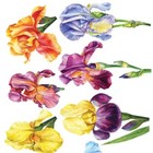Violette Stickers - Iris Flowers - 1 Floral Garden Sticker Sheet - Scrapbooks