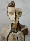 Antique Early 900s Anatomical Model Of Human Body Vallardi Rare Collectibles
