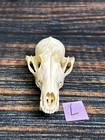 Real Red Fox Unique Animal Mount Halloween Skull Art Craft Mountain Man Canine