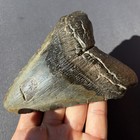 Huge Megalodon Shark Tooth Almost 5     4 96     No Repair Or Restoration