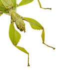 Green Leaf Insect Phyllium Tobeloense Bhaskarai Indonesian Specimen  f 