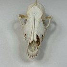 Real Damaged Coyote Skull Top Taxidermy Cleaned Weird Odd Goth Witchy Art  1816