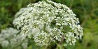 Magdalene s Bloom Witches Oil Hemlock Seeds Hoo-doo Witchcraft Wicca Magick 20ml