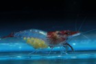5 Red Rili Live Aquarium Shrimp Neocaridina By Soshrimp