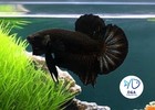 1 Male - Live Betta Fish High Quality - Betta Super Black  - Usa Seller