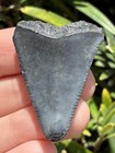 Natural Beautiful 1 59    Great White Tooth Fossil Shark Teeth