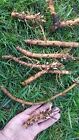 Hop Rhizomes - Cascade  Columbus  Glacier  Nugget  Chinook  Mt  Hood  And More